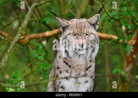 eurasian lynx in the rain Stock Photo