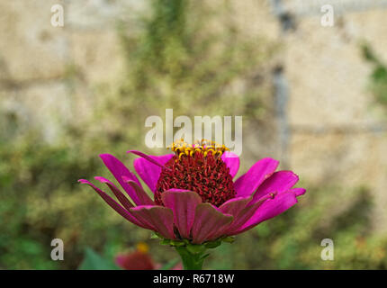 Echinacea colorful blooming big flower, in garden Stock Photo