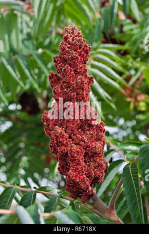 staghorn sumac tree big red flower in garden Stock Photo