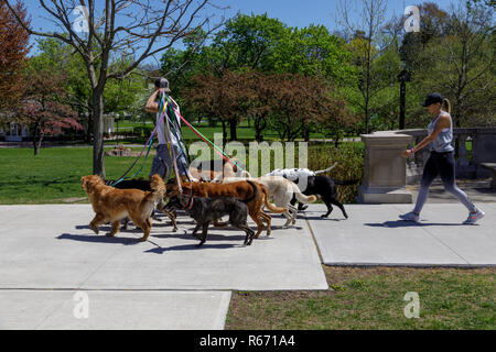 A young man walkis a group of eleven dogs, followed by a young woman, in Congress Park, Saratoga Springs, NY, USA. Stock Photo