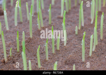 Young sweet corn seedling growing Stock Photo