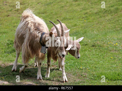 goat and kids on mountain pasture in south tyrol Stock Photo