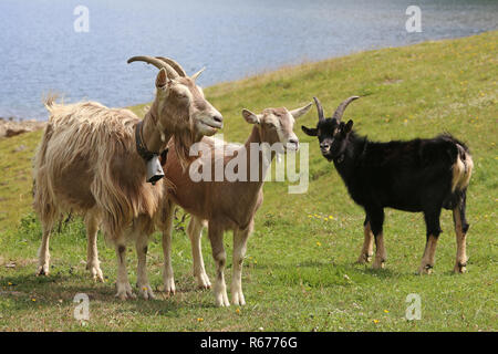 three goats on alpine pasture on mountain lake in south tyrol Stock Photo