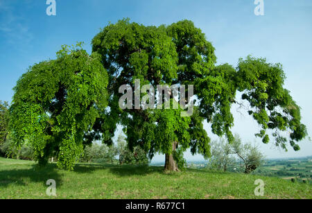 a Sophora tree Stock Photo