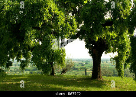 a Sophora tree Stock Photo