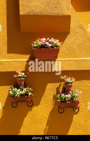 flower pots hanging on a colorful wall Stock Photo