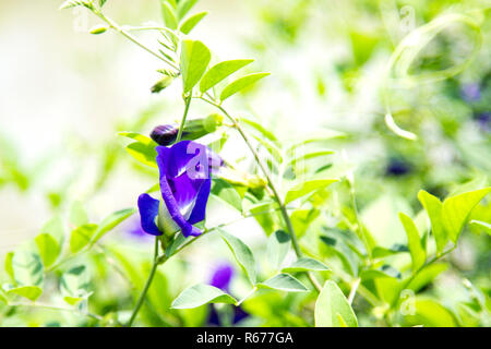 Pea flower and green leaf Stock Photo