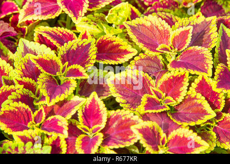 Red leaves, green edges, many beautiful leaves. Stock Photo