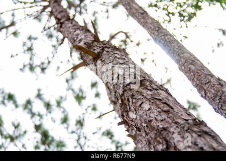 Pine bark and pine trees are back lighted in the daytime. Stock Photo
