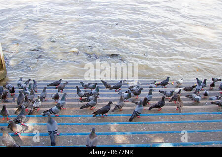 Many pigeons On the river floor Stock Photo