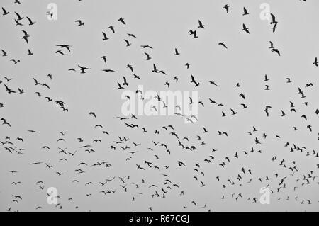 Large flock of birds in the sky Stock Photo