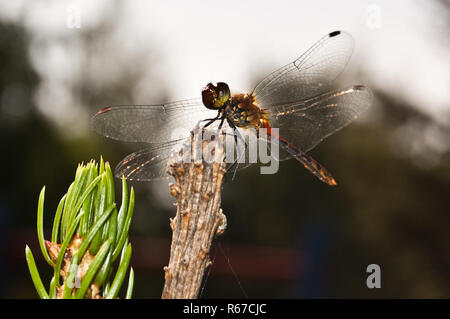 Dragon fly close up - macro Stock Photo