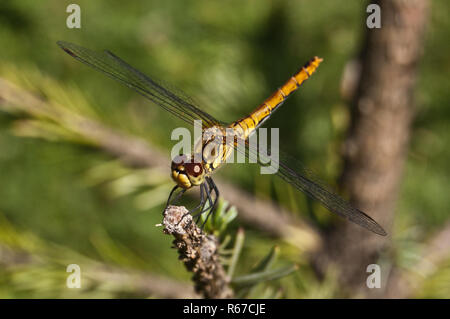 Dragon fly close up - macro Stock Photo