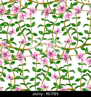 Flowering fresh thyme. seamless pattern Stock Photo