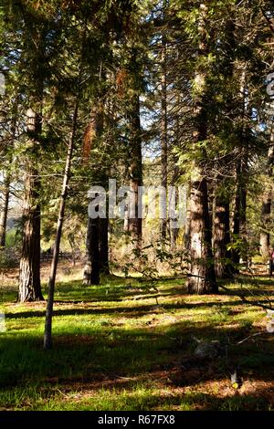 Grove of Giant Sequoias during the Apple Butter Festival in Oak Glen, CA, which is a popular tourist destination. Stock Photo