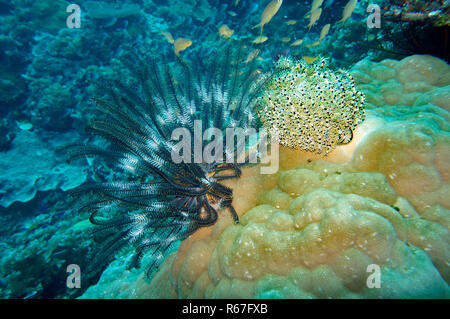 hair star,feather star (comanthus sp.) Stock Photo