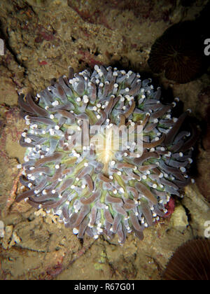 anemone mushroom coral (heliofungia actiniformis) Stock Photo