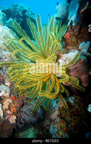 hair star,feather star (comanthus sp. Stock Photo