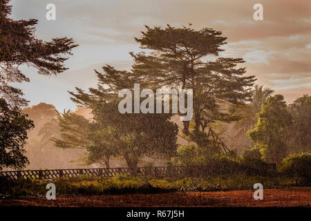 Heavy tropical rain Stock Photo