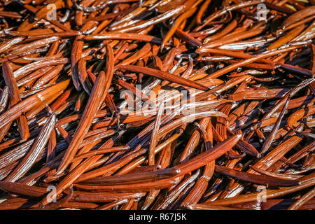 Madagascars vanilla pods Stock Photo