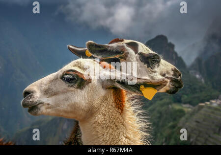 Two Llamas in front of Machu Picchu Stock Photo