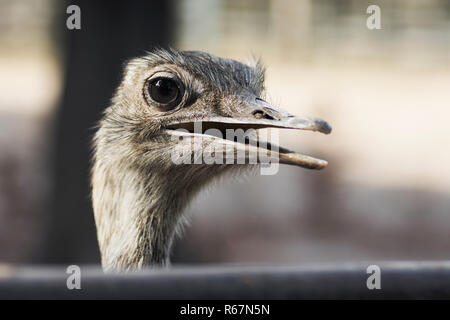 animal portrait of emu bird Stock Photo