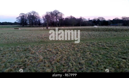 Sunset over the Tatton Park with herd of deer Stock Photo