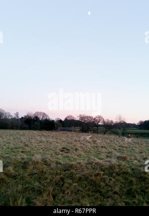 Sunset over the Tatton Park with herd of deer Stock Photo