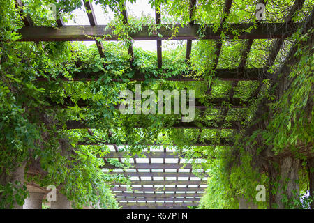 Green pergola in Szczytnicki Park, Wroclaw, Poland Stock Photo