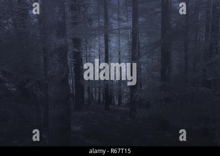 Mysterious misty forest in blue Stock Photo
