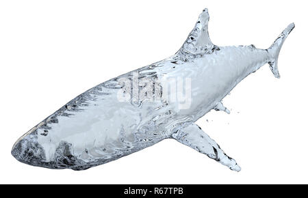 Water shark isolated on white background Stock Photo