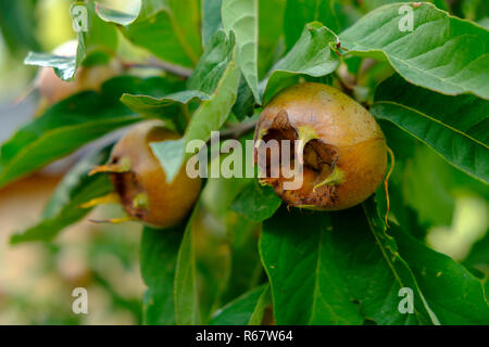 Fruits on a branch, Common medlar (Mespilus germanica), Upper Bavaria, Bavaria, Germany Stock Photo