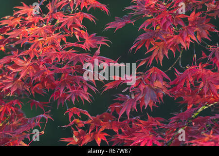 Smooth Japanese maple (Acer palmatum), variety Trompenburg, red autumn colour, Emsland, Lower Saxony, Germany Stock Photo