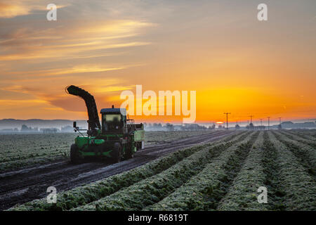 Precision potato farming in Burscough, Lancashire. Dec, 2018. UK Weather: Winter sunrise with Potato harvester in fields after overnight frost. Second-crop potatoes take about three months to reach maturity. They are grown in exactly the same way as spring-planted potatoes, but need to be harvested before the severe winter frosts. Stock Photo