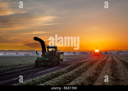 Precision tractor farming in Burscough, Lancashire. Dec, 2018. UK Weather: Silhouette of Potato harvester in fields as the sunrises after overnight frost. Second-crop potatoes take about three months to reach maturity. They are grown in exactly the same way as spring-planted potatoes, but need to be harvested before the severe winter frosts. Stock Photo