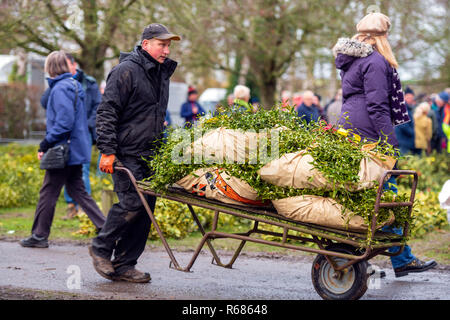 Mistletoe Tenbury Wells, Worcestershire, UK. 4th Dec 2018. Mistletoe for sale by auction. Man pushing a sack truck loaded with wraps of mistletoe. Stock Photo