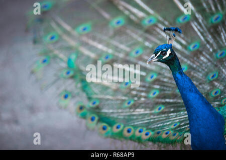 Splendid peacock with feathers out (Pavo cristatus) (shallow DOF  color toned image) Stock Photo