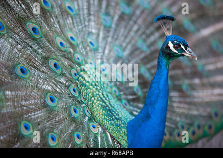 Splendid peacock with feathers out (Pavo cristatus) (shallow DOF  color toned image) Stock Photo