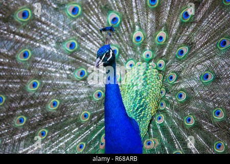 Splendid peacock with feathers out (Pavo cristatus) (shallow DOF  color toned image) Stock Photo