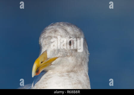 Portrait of a seagull close up Stock Photo