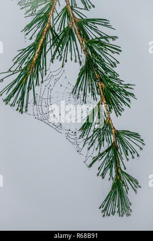 Morning dew drops on a spider web Stock Photo