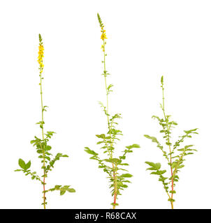 Agrimonia eupatoria, agrimony, church steeples or sticklewort. Isolated on white background. Stock Photo
