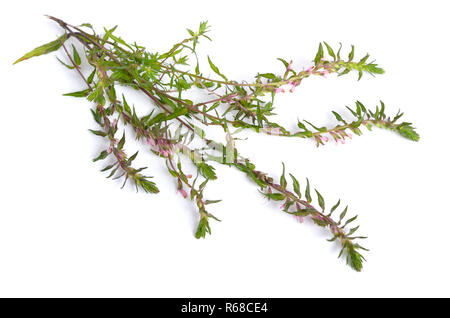 Red Bartsia or Odontites vulgaris isolated on white background. Stock Photo