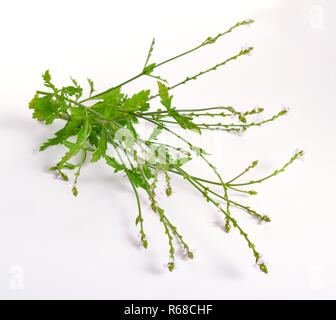 Verbena officinalis, the common vervain or common verbena. On white background. Stock Photo