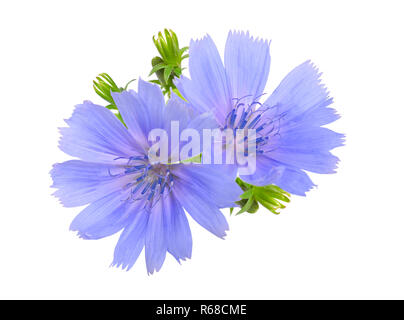 Common chicory or Cichorium intybus flowers. Isolated on white. Stock Photo