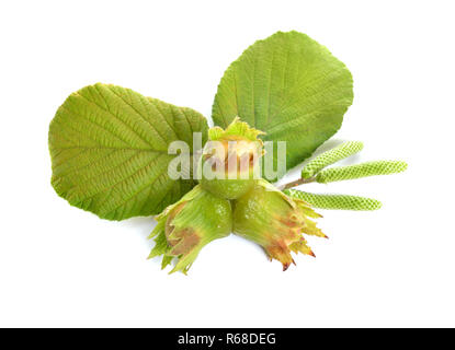 Green hazelnuts on the twig. isolated on white background. Stock Photo
