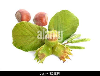 Green hazelnuts on the twig. isolated on white background. Stock Photo