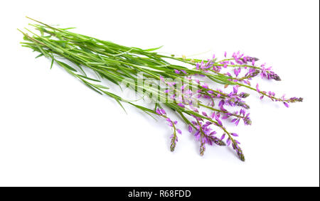 Polygala, commonly known as milkworts or snakeroots. Isolated. Stock Photo