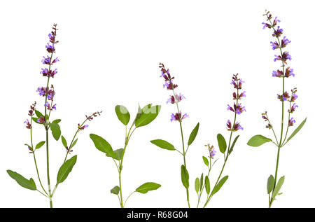 Salvia officinalis plant (sage, also called garden sage, common  Stock Photo