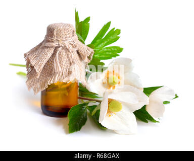 Anemone sylvestris, snowdrop anemone. Isolated on white Stock Photo
